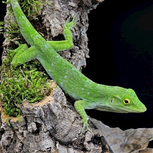 anolis anole neotropical giant